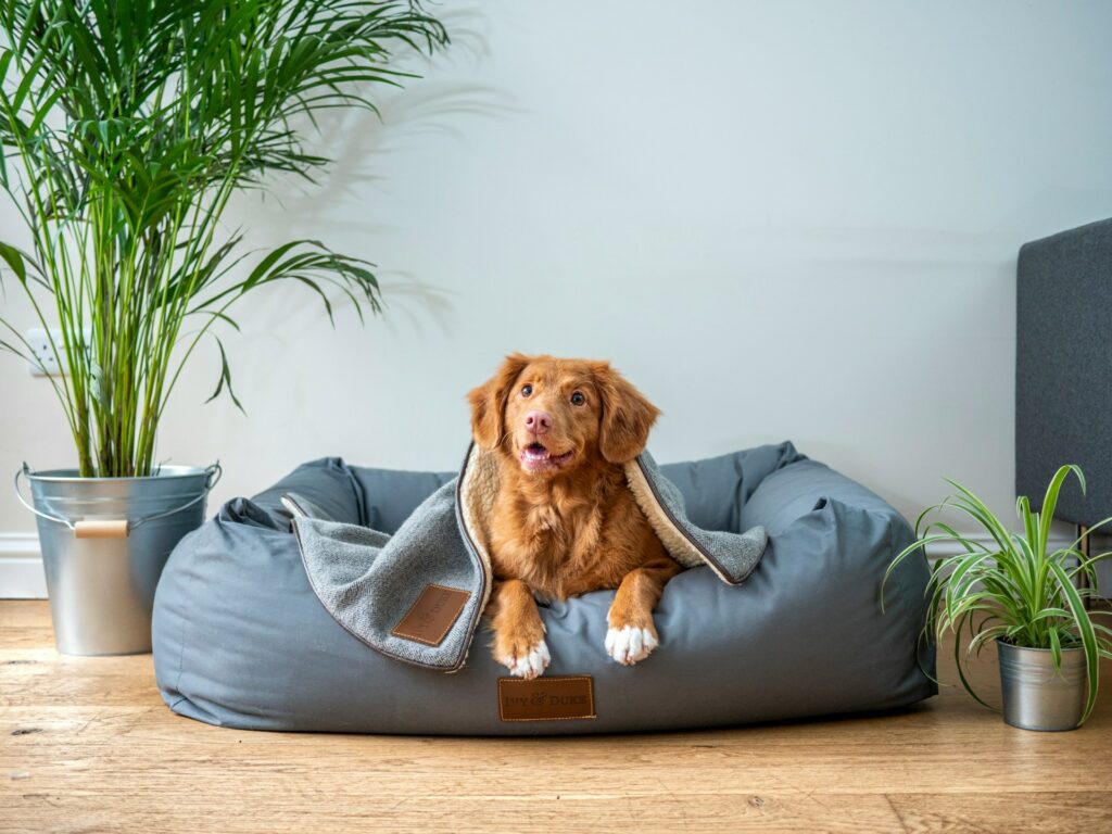 Dog In a Bed